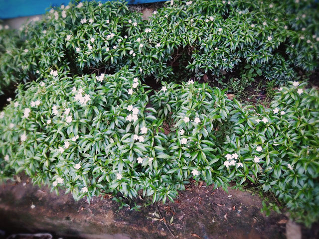 Flowers garden