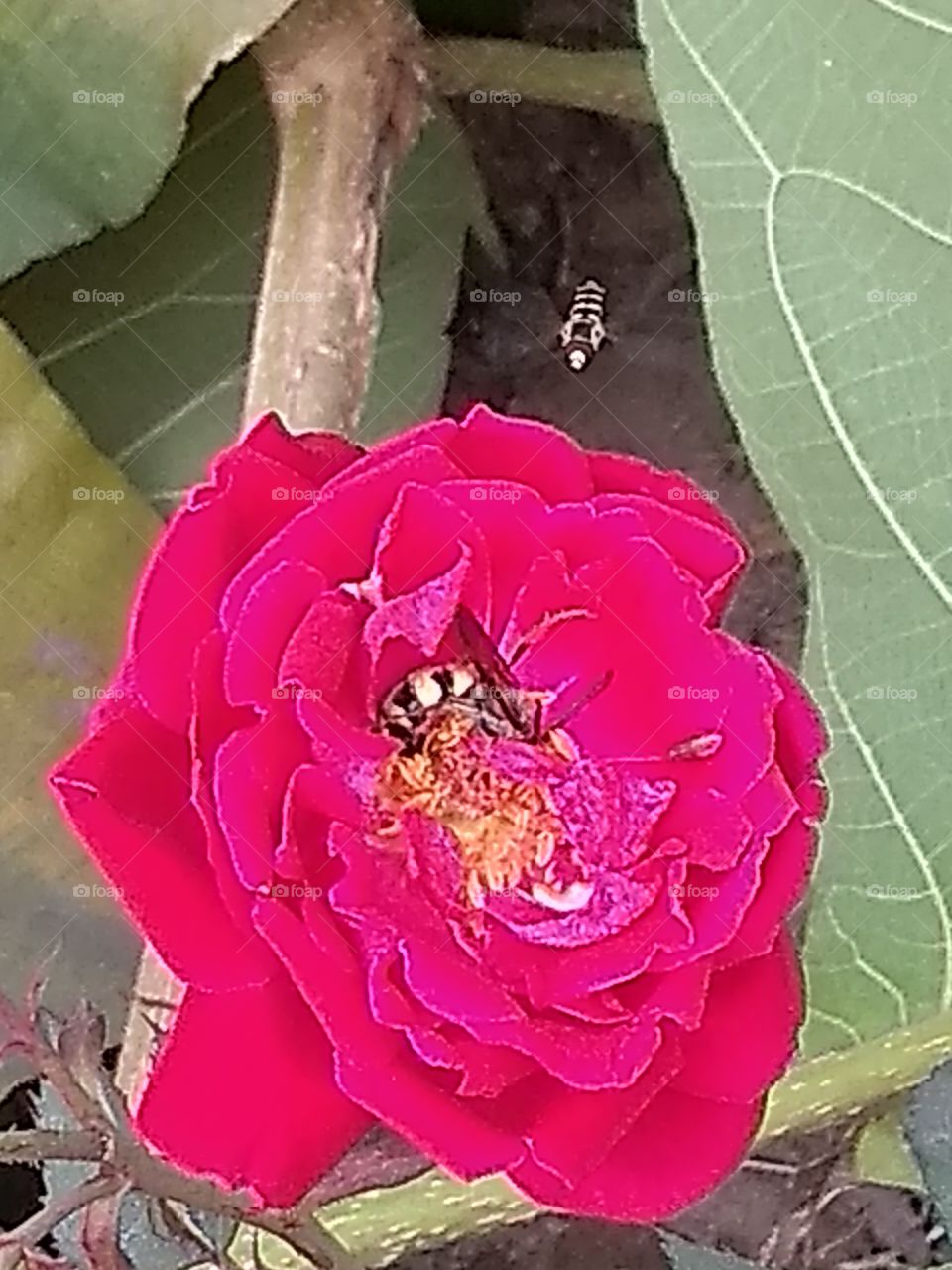 🐝 on rose