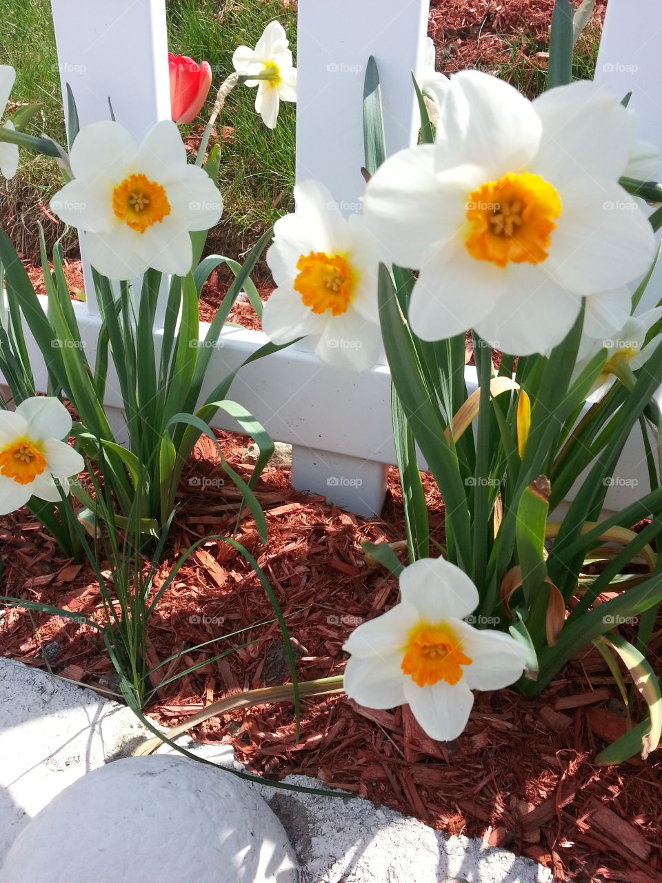 daffodils. saw these pretty flowers while out for a walk
