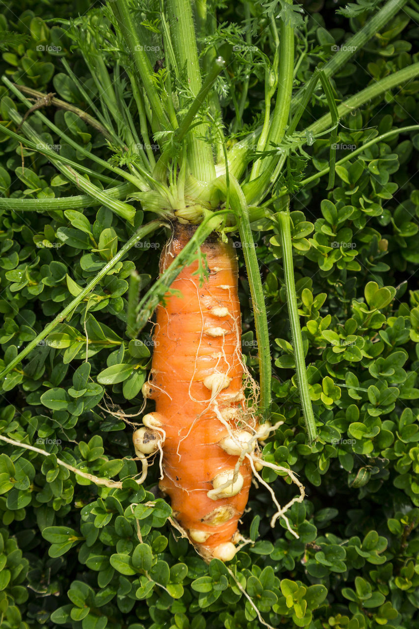 Organic carrot 
