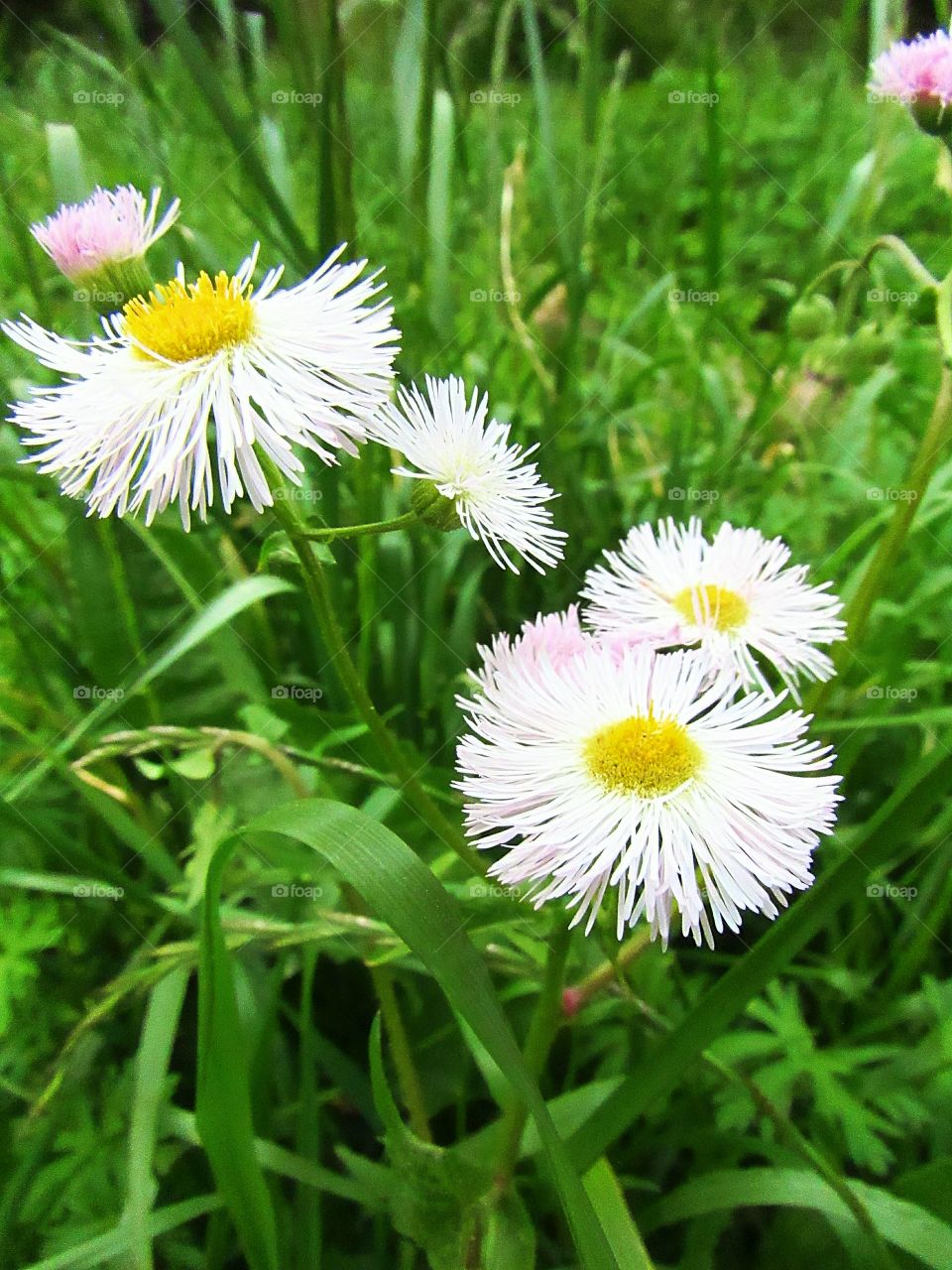 macro wildflowers in meadow
