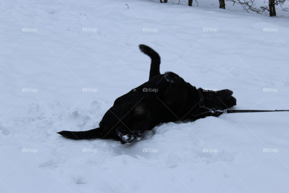 Rolling around in the snow. My dearly departed labrador, named Hamlet
2004/30/01-2015/07/30
Forever loved, forever missed