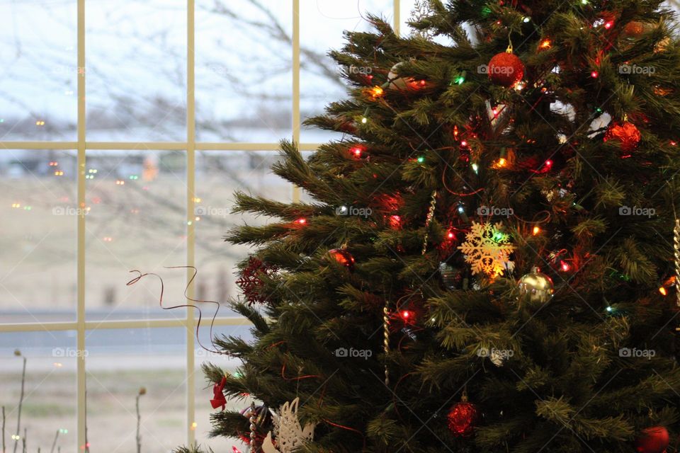 Christmas, Winter, Tree, Celebration, Pine