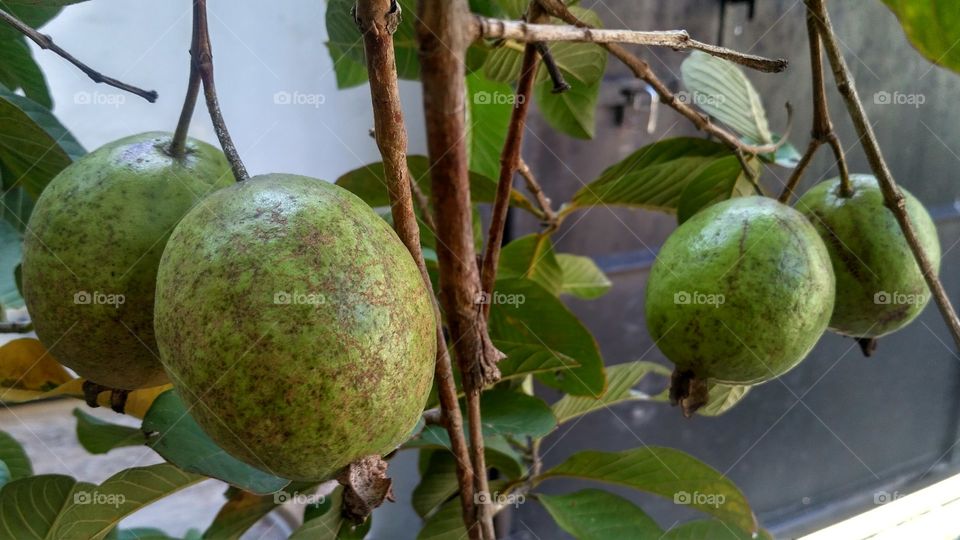 Guava fruit