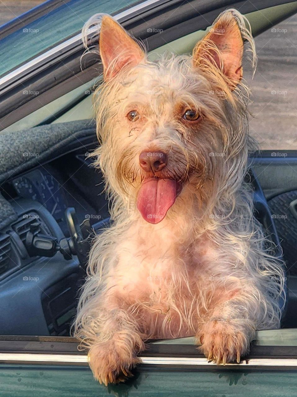 pet dog going for a sunset drive for a walk