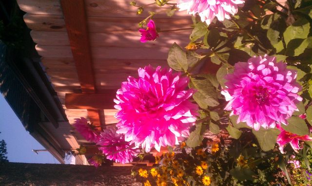 2013 Dahlia