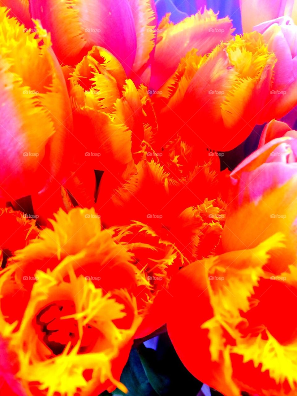 Seattle Tulips 
