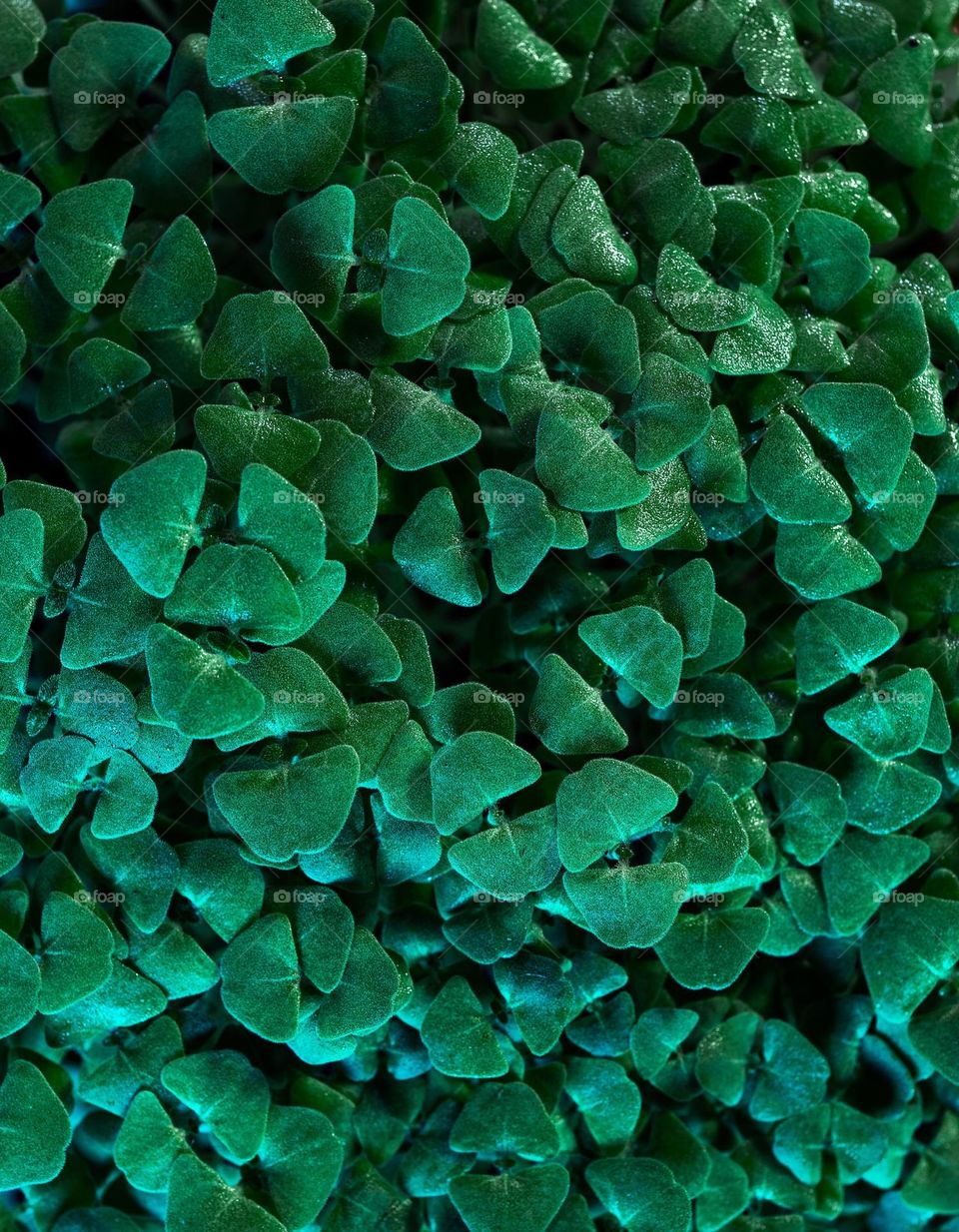 Ground cover plants fill the frame with lush greenery and dominate the landscape alongside nature.