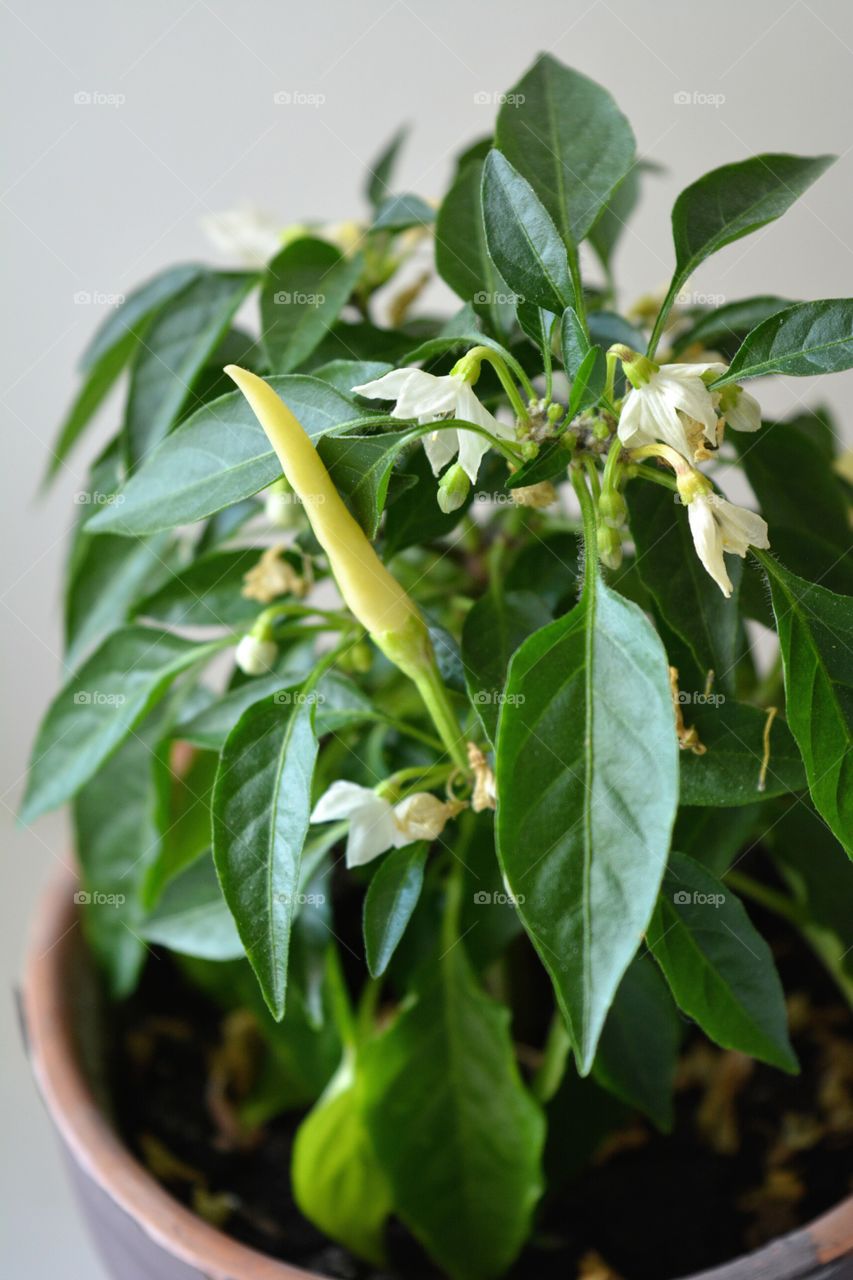 green house plants beautiful pepper decorative