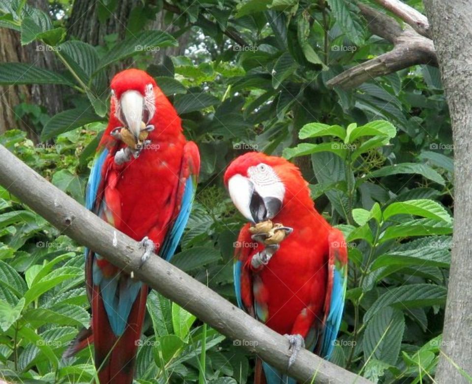 Parrots in the aviary
