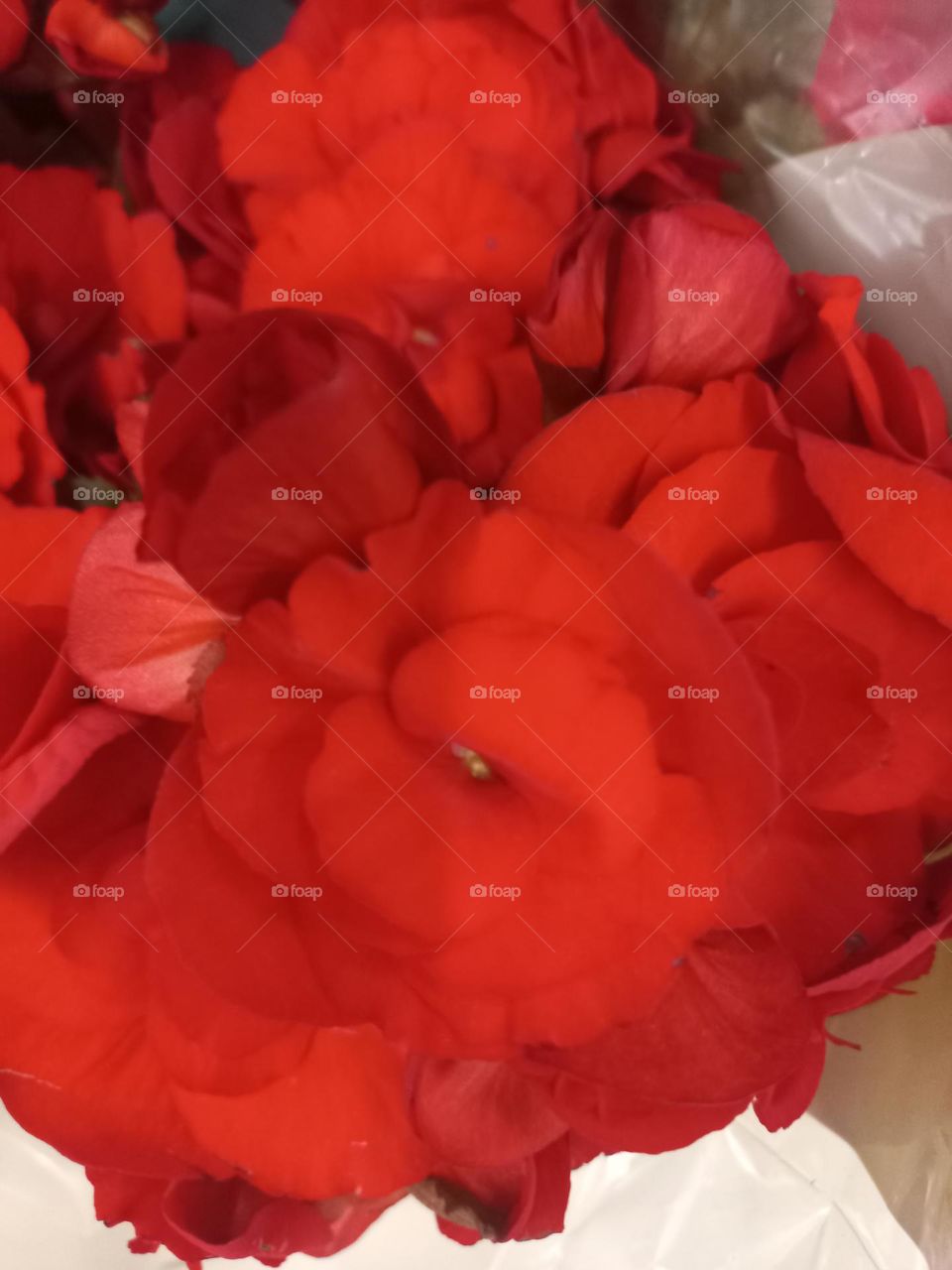 Begônia,  conhecida como a flor da beleza, por suas cores  vibrantes, e ser de durabilidade  incrível, ela acrescenta    charme, jovialidade  e fertilidade a qualquer  ambiente