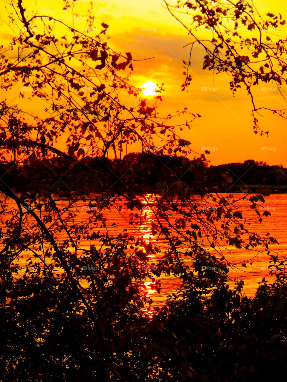 Sunset thru the trees by the lake
