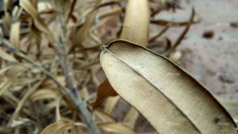 Last leaf left admired for being alive...