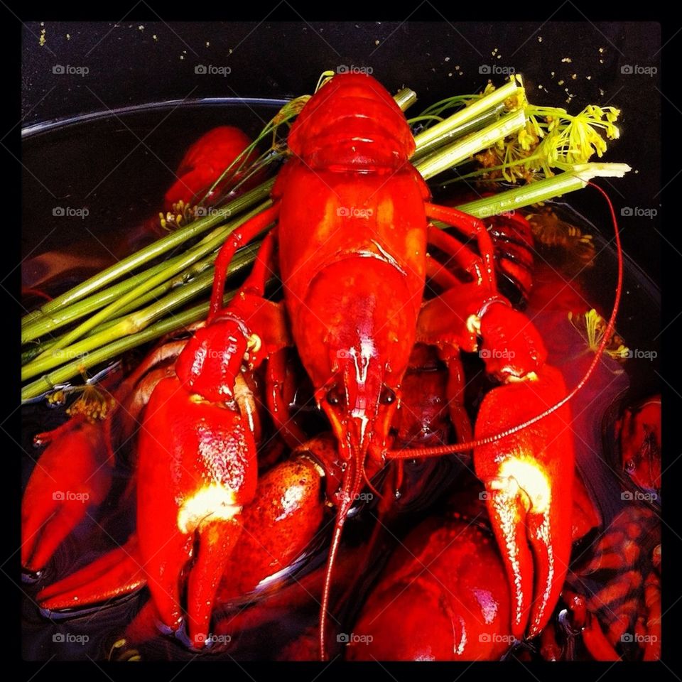 Nyfångade kräftor.