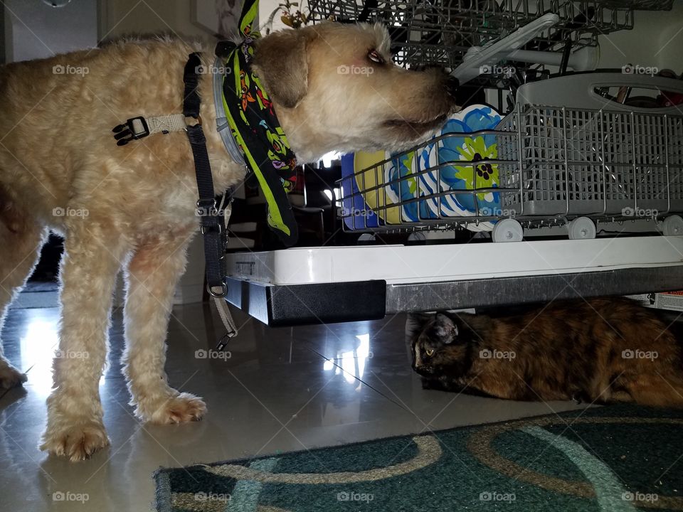 ANIMAL HIDE N SEEK, QUIGLEY 🐕 & Stella 🐱👫✊