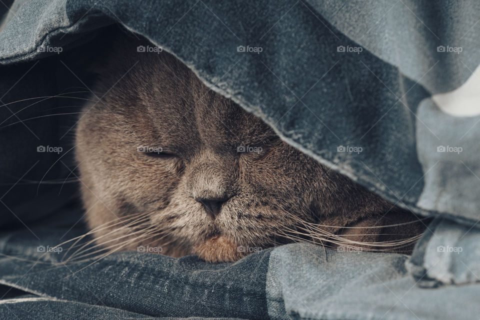 Scottish straight cat sleeps.  close up view