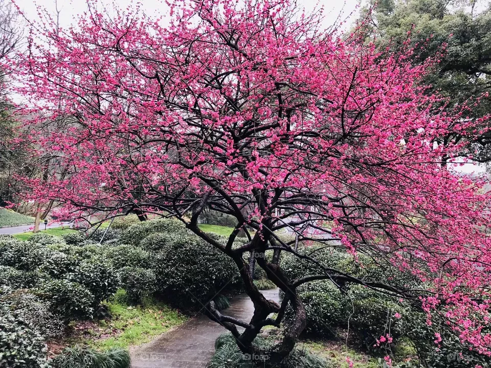 Spring Beginning