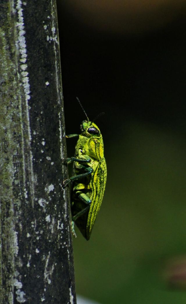 Green beetle