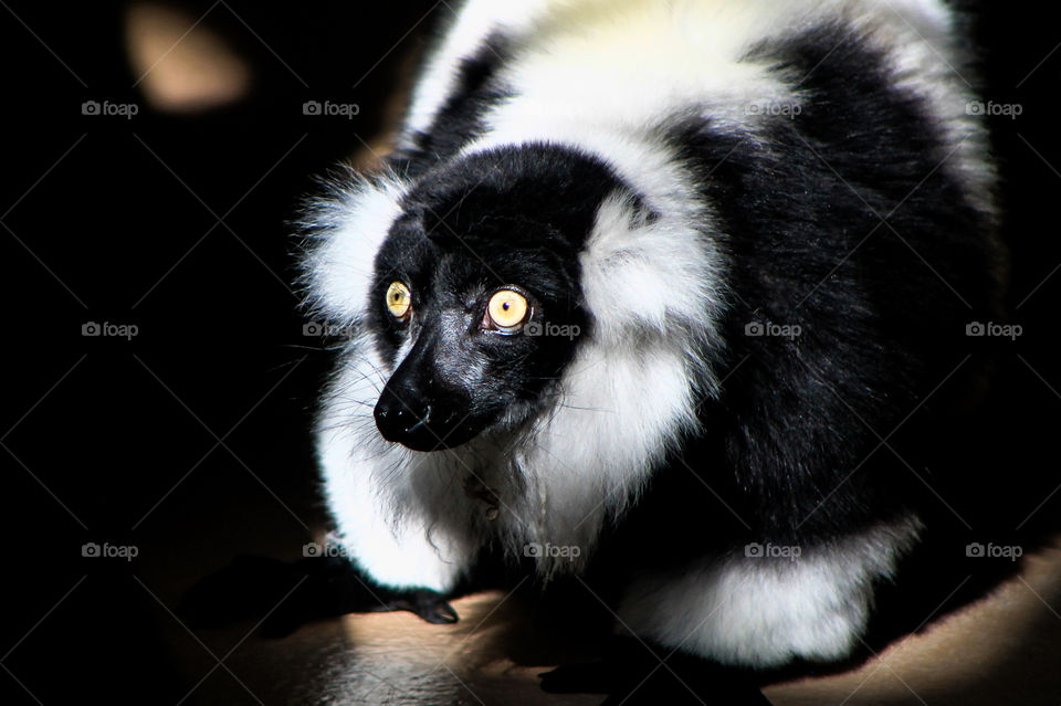 This beautiful black & white ruffed lemur was coming out to his outdoor enclosure & I caught a picture of him looking into the sunlight streaming through his door. These lemurs are only found in the wilds of Madagascar & are critically endangered.