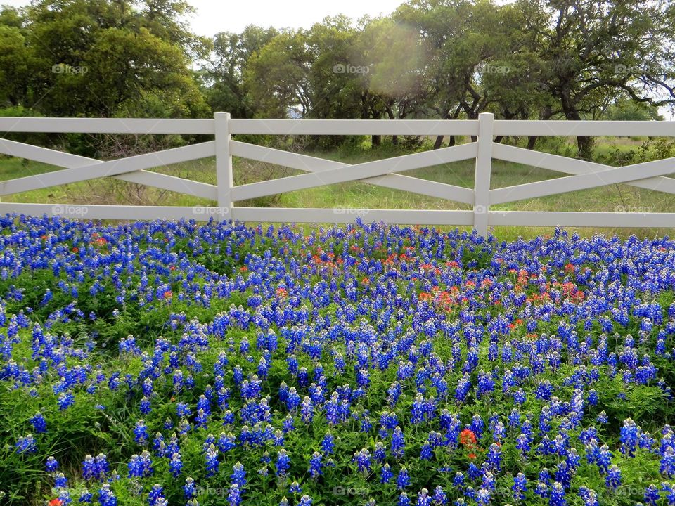 Texas Springtime