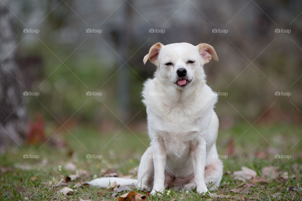 Cream white Chihuahua with tongue out being silly