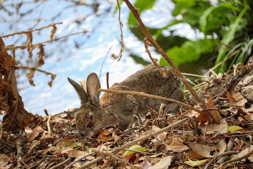 A wild rabbit in a wooded part of the city of Madrid