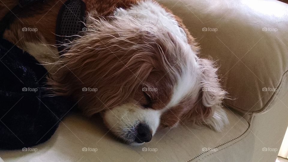 Traveler taking a nap. my dog Cavalier King Charles Spaniel