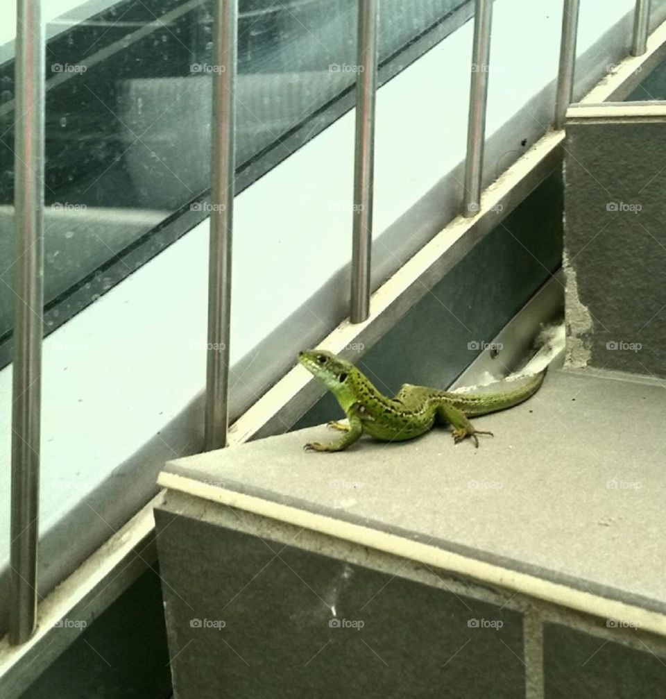 A gecko in the city
