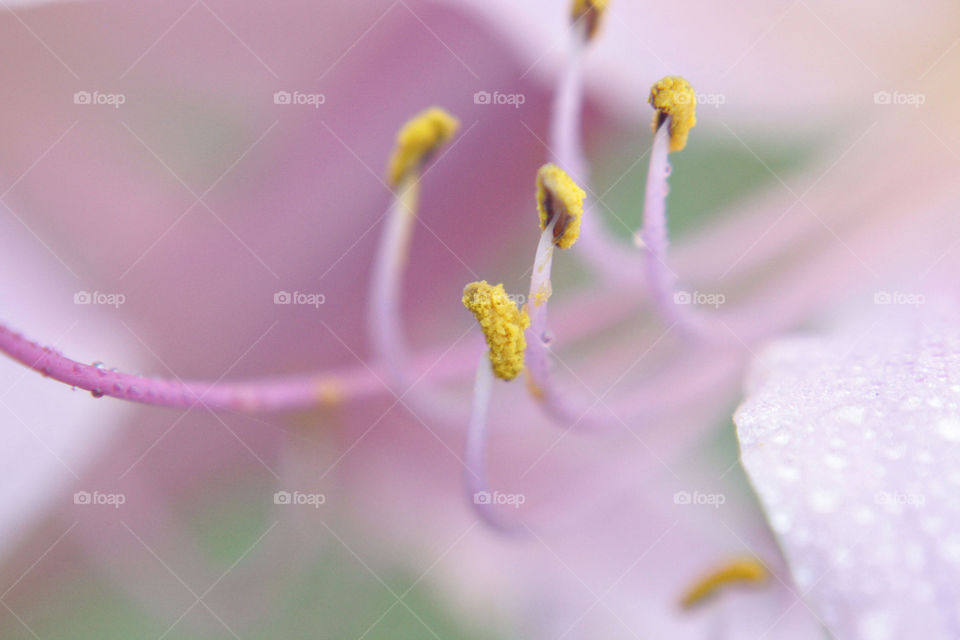 Purple flower yellow pollen