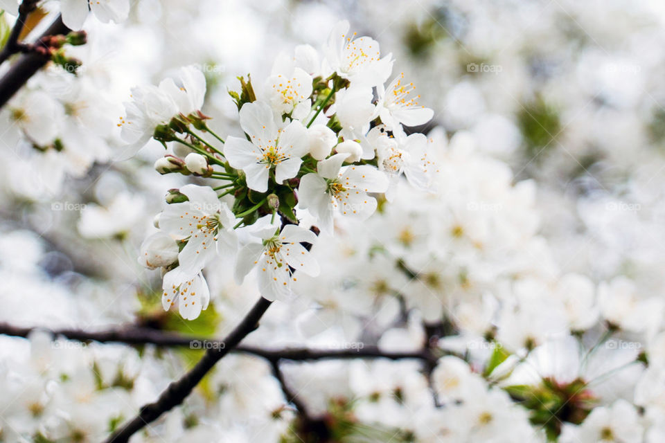 White flowering tree