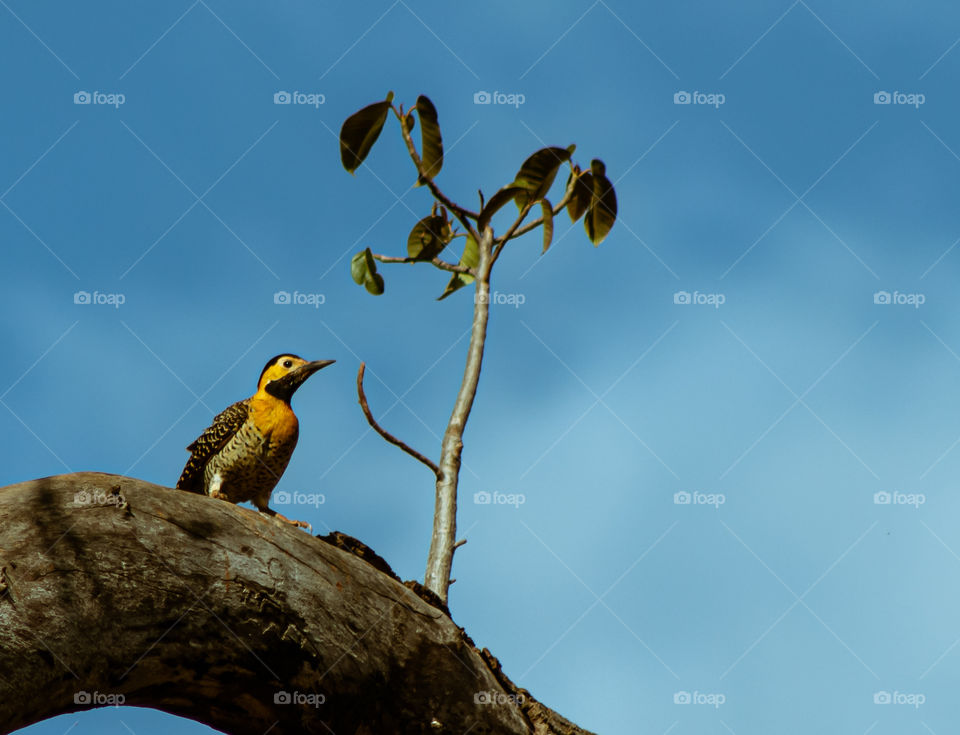 Pássaro em árvore no interior de São Paulo.