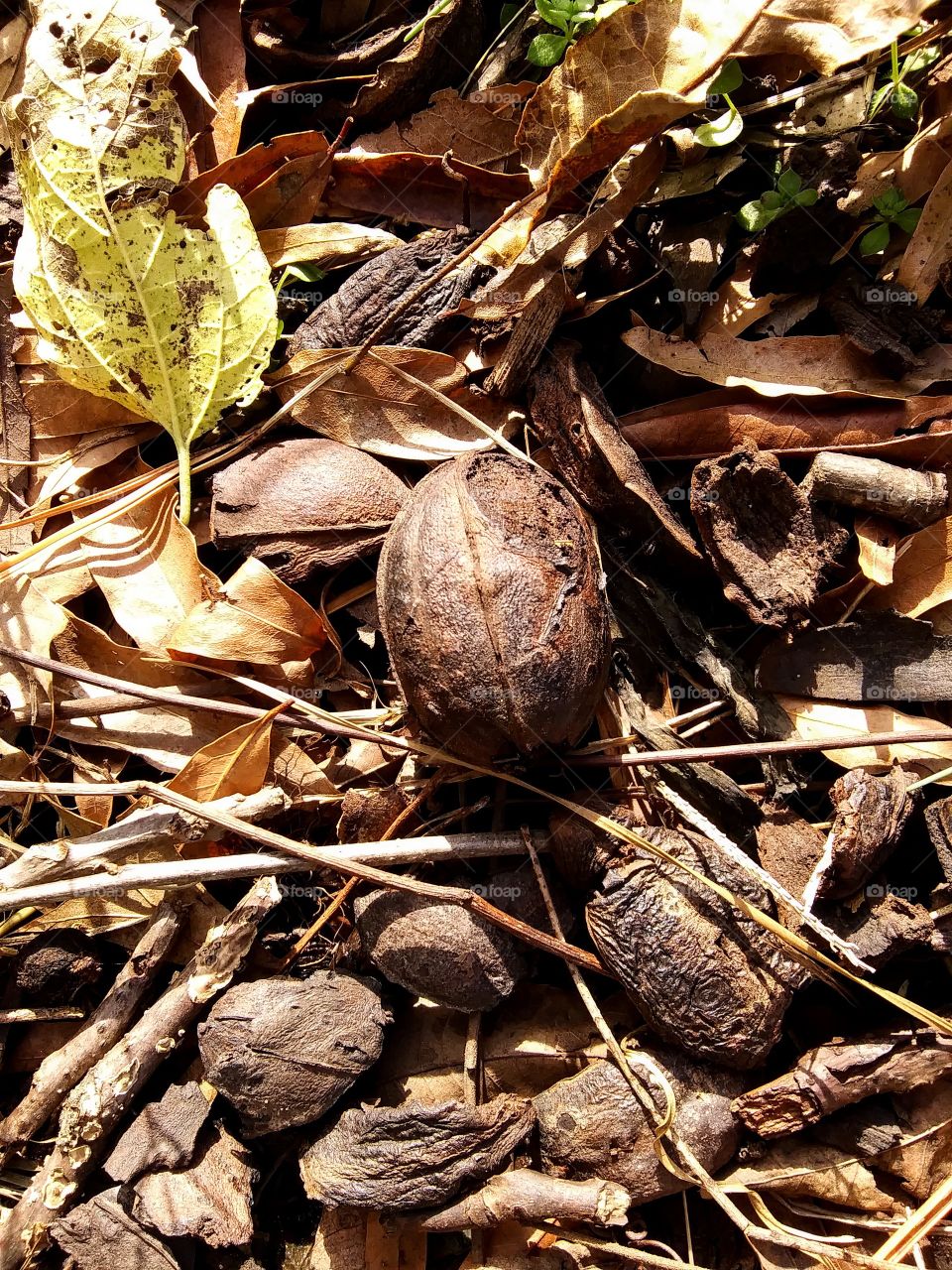 nut left on the ground