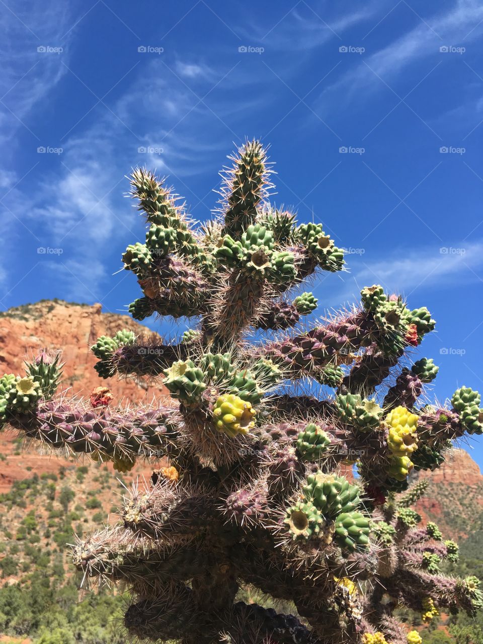 Cholla in Sedona 