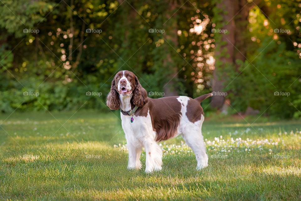 Summer Evening with English Springer Spaniel
