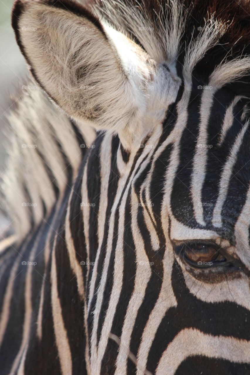 Zebra eye