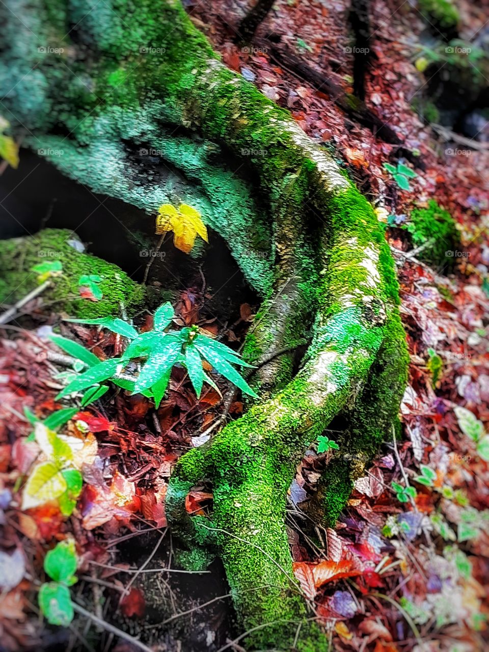 Mossy roots