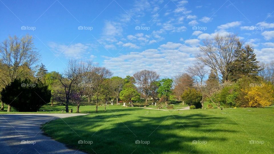 Grass, Landscape, Tree, Nature, No Person