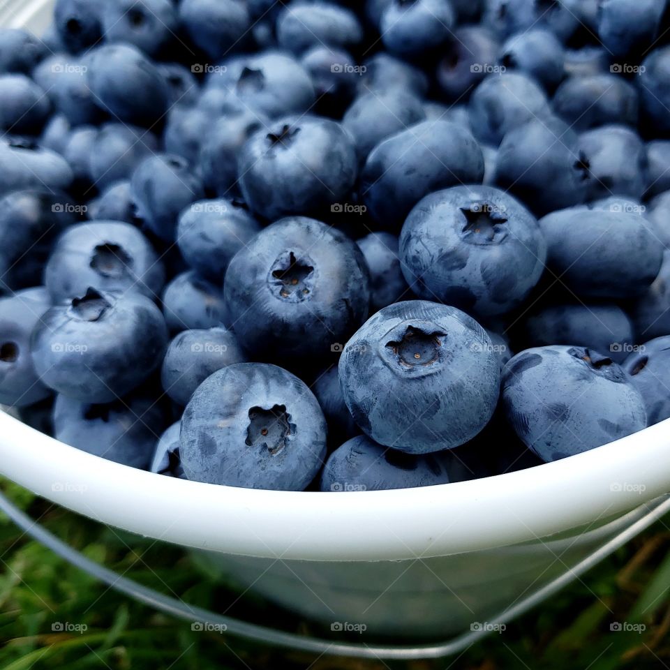 White bucket of blueberries from blueberry picking on the farm this summer