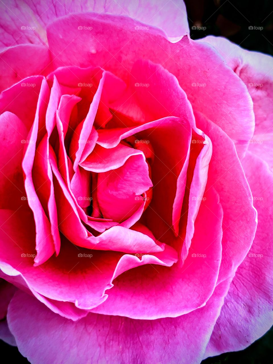 close-up of pink and white rose