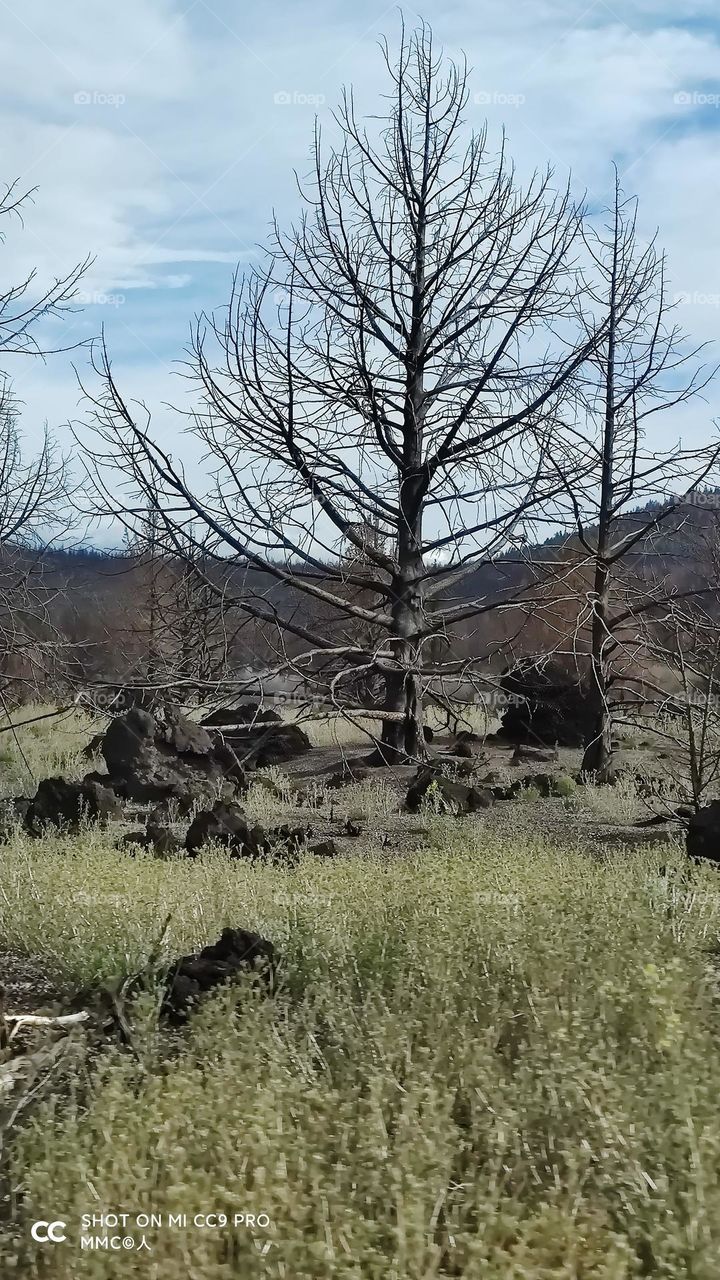 trees and forest series