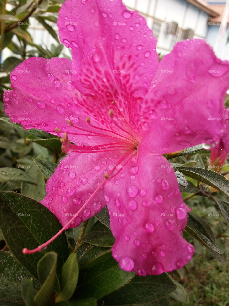 azaleia rosa orvalho