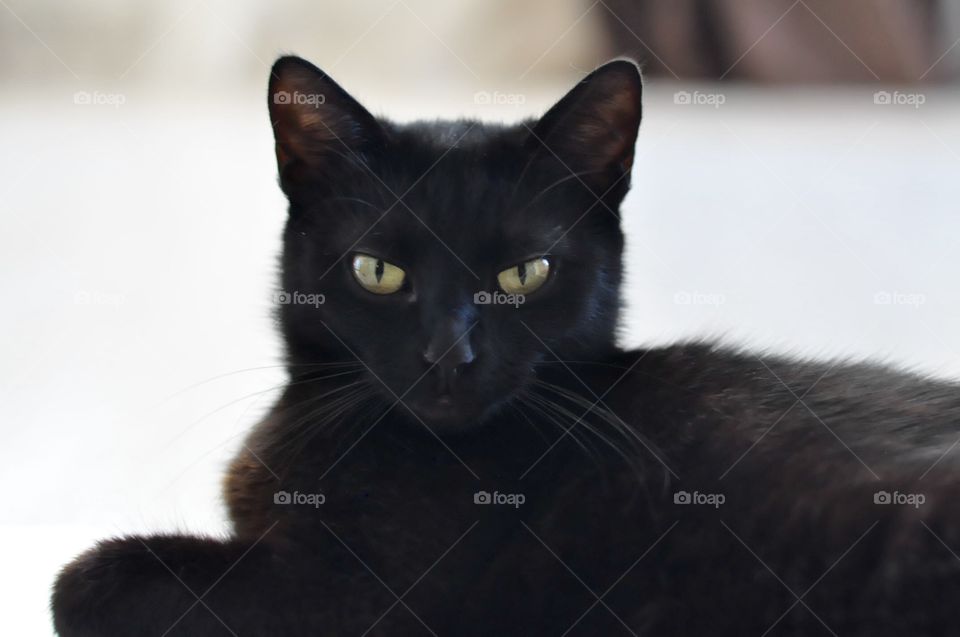 Black cat is watching you