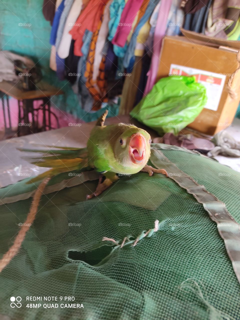 it is very intelligent parrot