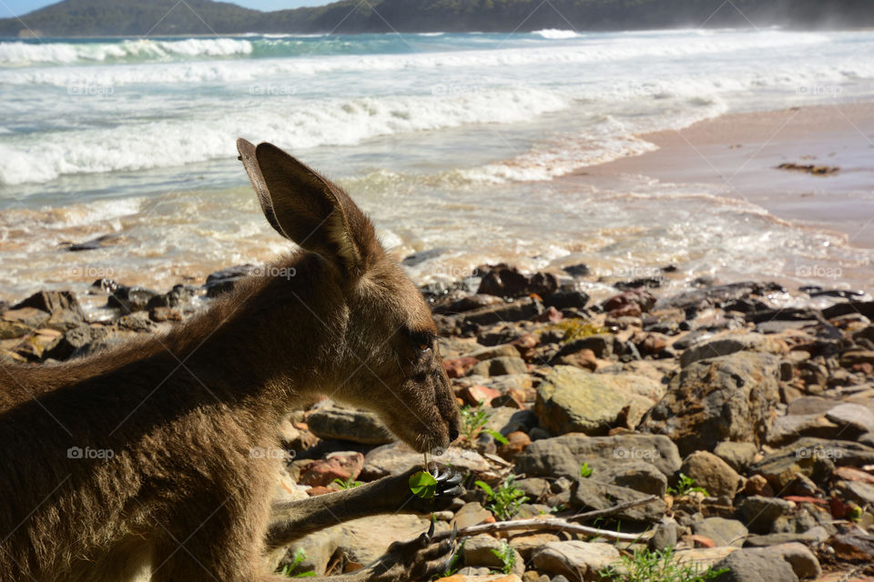 Australian kangaroo at a rocky shoreline in Eastern Australia.