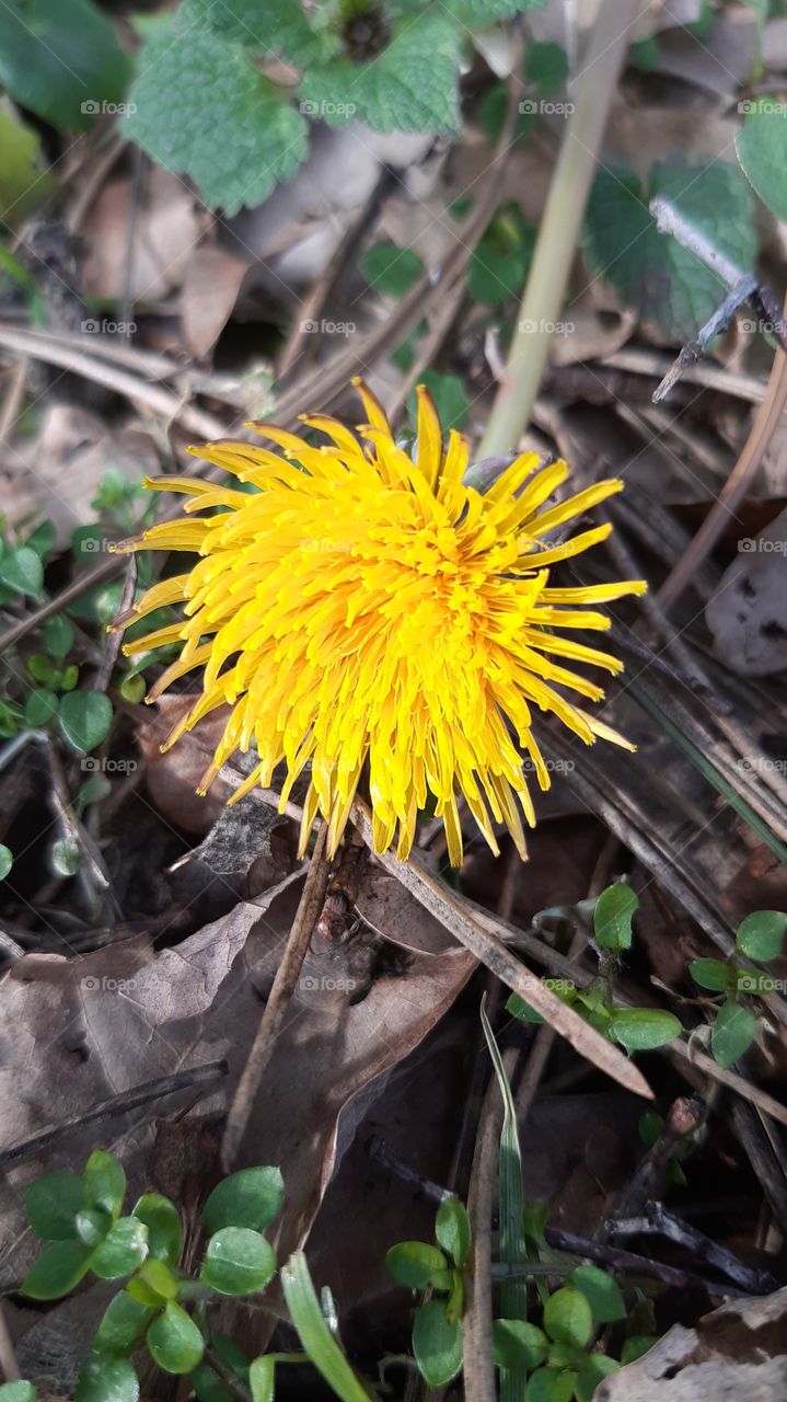 весна,квіти