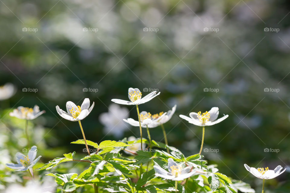 Sun shining on white wood anemone flowers growing in the forest at springtime 