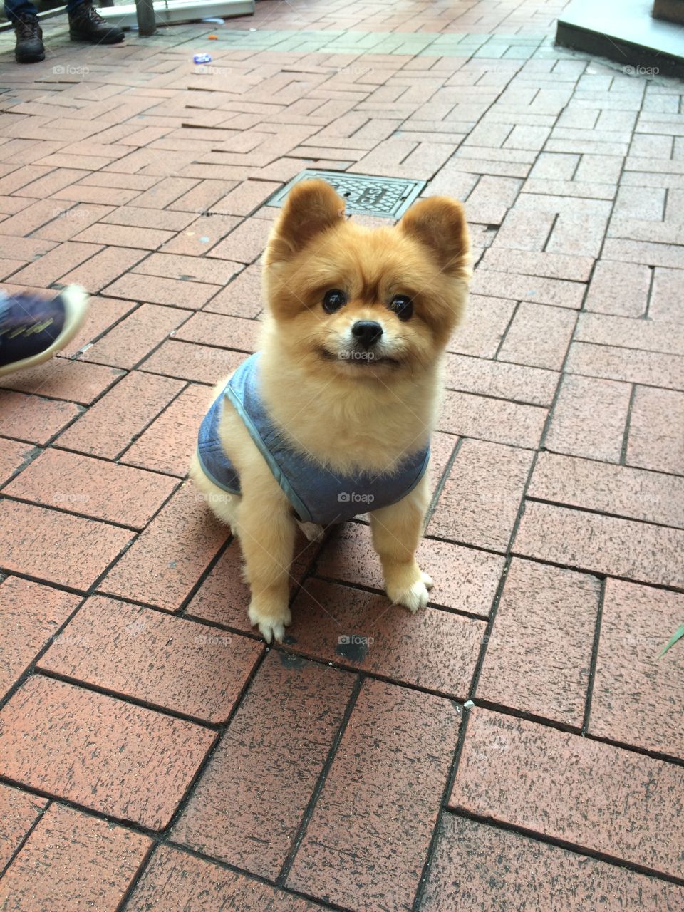 Cute dog Hong Kong 