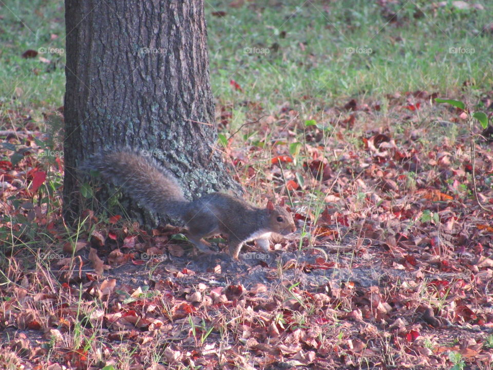 Grey Squirrel