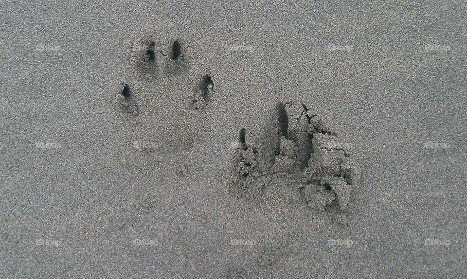 Paws Print in the Sand
