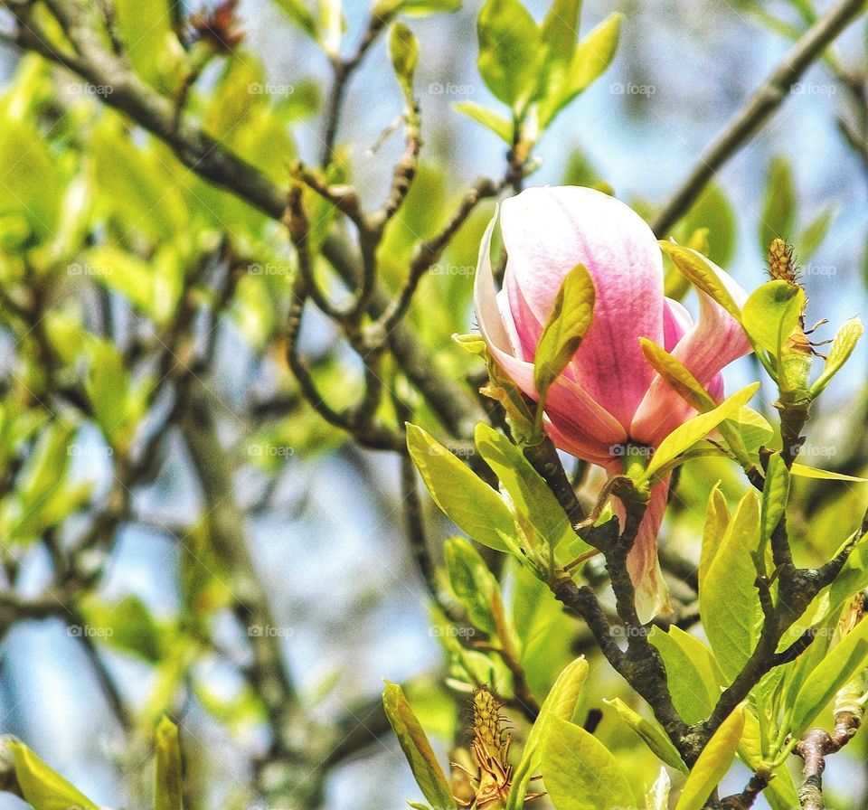 Last of the springs magnolia blossom 